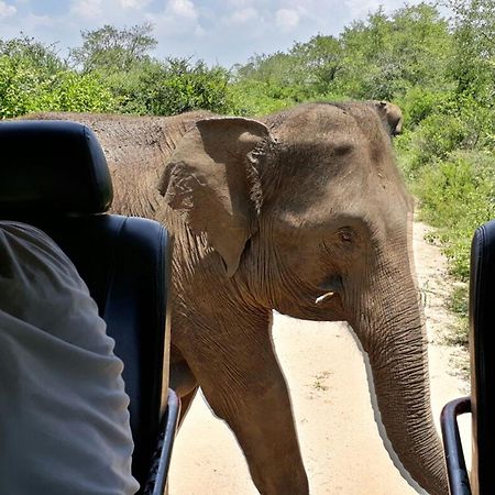 Big Game Udawalawe - By Eco Team Hotel Eksteriør billede