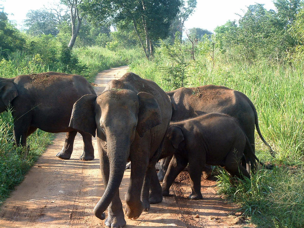 Big Game Udawalawe - By Eco Team Hotel Eksteriør billede