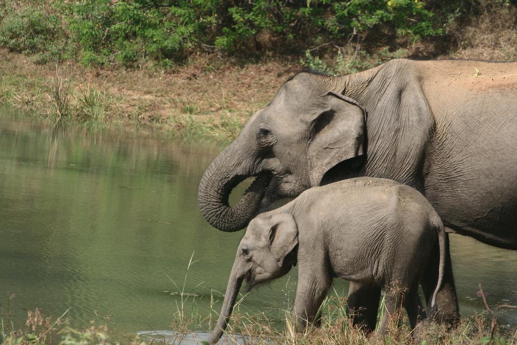 Big Game Udawalawe - By Eco Team Hotel Eksteriør billede
