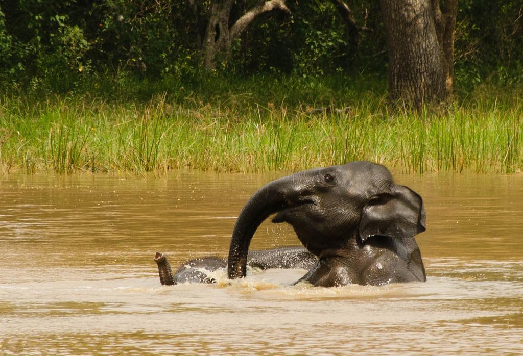 Big Game Udawalawe - By Eco Team Hotel Eksteriør billede